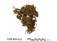 藏品(苞領苔屬)的圖片